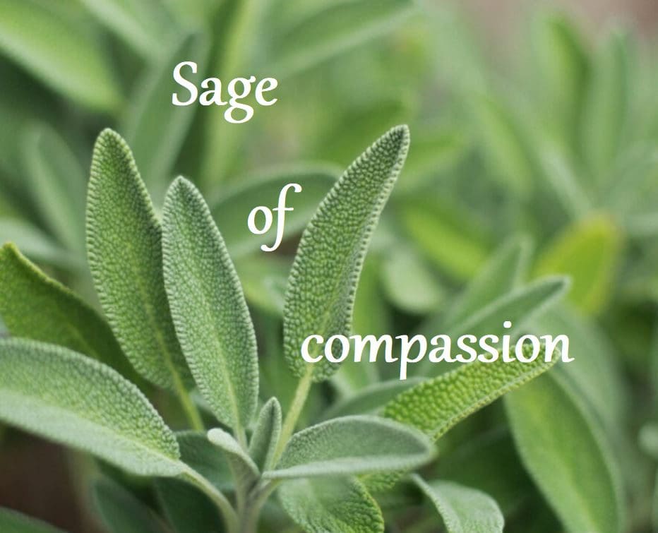 A close up of the leaves of a plant with text